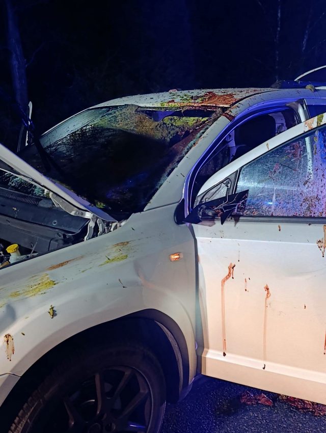 Wypadek na DK82 w Kołaczach. Samochód uderzył w sarnę, a następnie w drugie auto