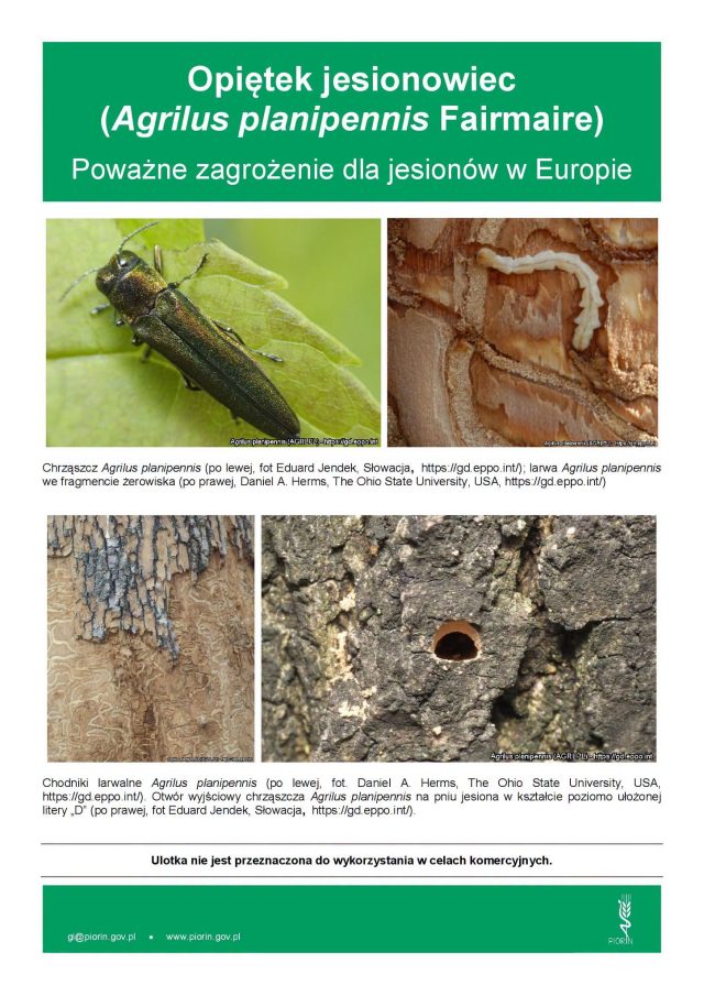 Groźny szkodnik jesionów wykryty 100 km od Polski. WIORiN w Lublinie ostrzega