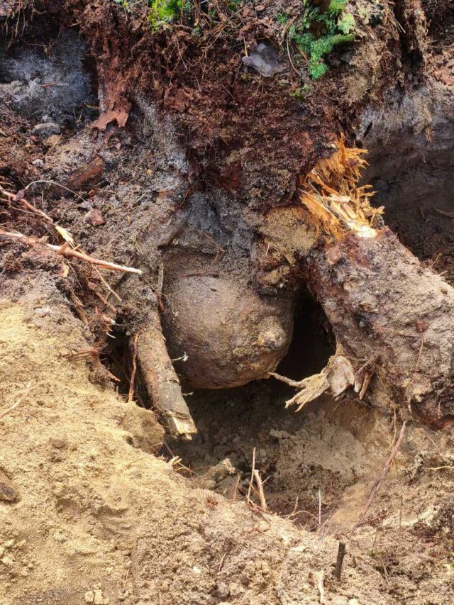 Niewybuch między korzeniami sosny. Leżała tam bomba lotnicza z czasów wojny