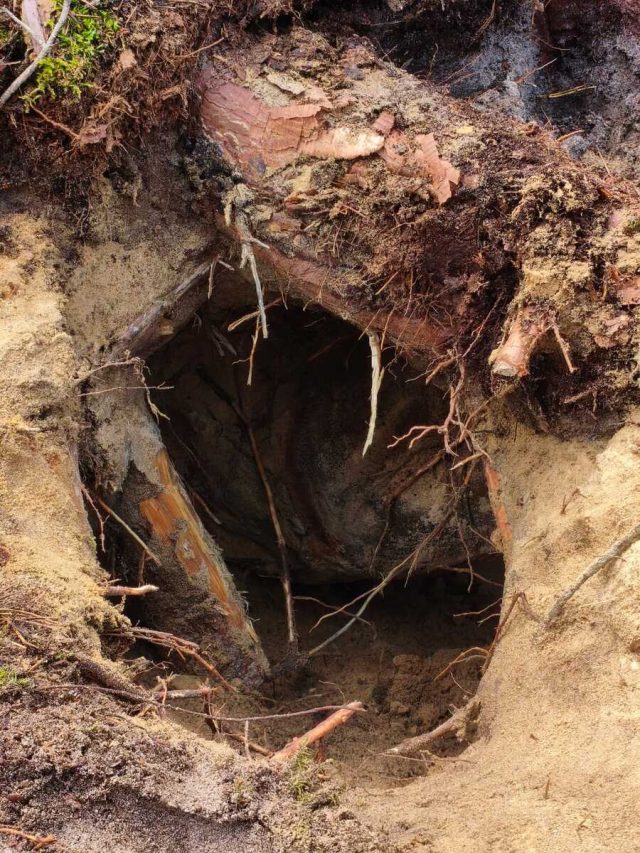 Niewybuch między korzeniami sosny. Leżała tam bomba lotnicza z czasów wojny