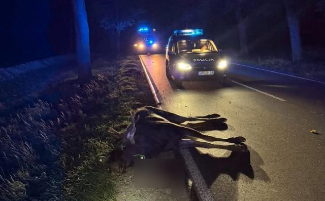 Na drodze pojawił się łoś. Kierowca BMW miał sporo szczęścia, nic mu się nie stało