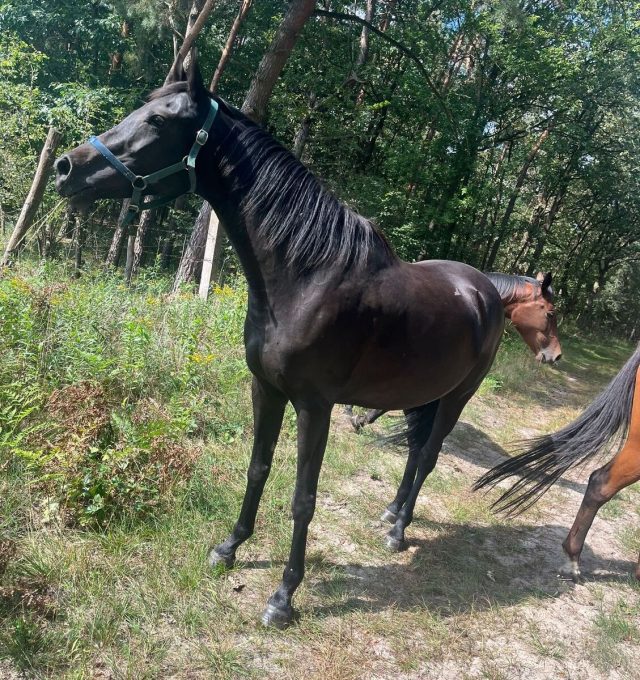 Trzy konie biegły w kierunku S12/S17. Właścicielka ukarana mandatem