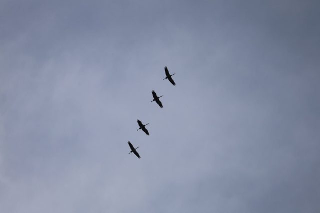 Żurawie pożegnają Poleski Park Narodowy. Dwudniowe spotkanie z przyrodą i piknik w Urszulinie