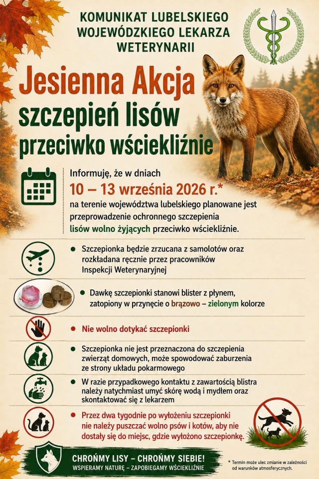 Szczepienie lisów w Lubelskiem. Uwaga na przynęty ze szczepionką
