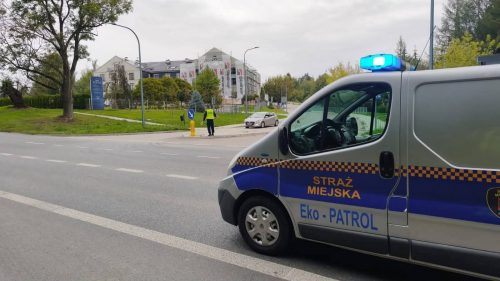 Cztery łosie pojawiły się w Lublinie. Jednego trzeba było uśpić i przewieźć do lasu