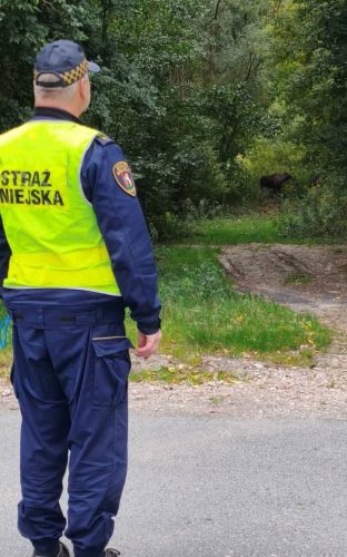 Cztery łosie pojawiły się w Lublinie. Jednego trzeba było uśpić i przewieźć do lasu