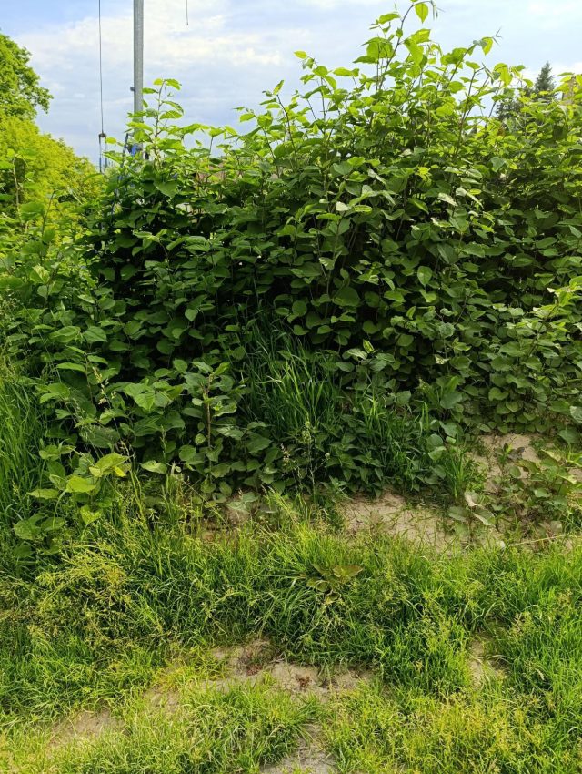 Ta roślina sieje spustoszenie, niszczy mury i asfalt. W Lublinie ruszyła z nią walka