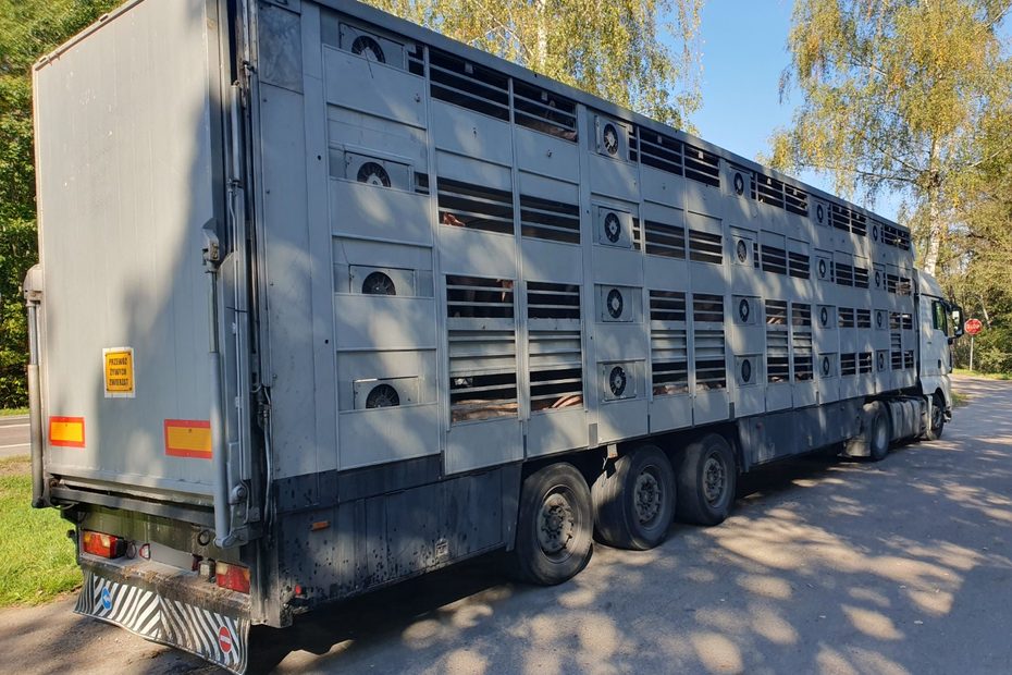 Transport 160 świń z niesprawnym układem hamulcowym zatrzymany na DK19