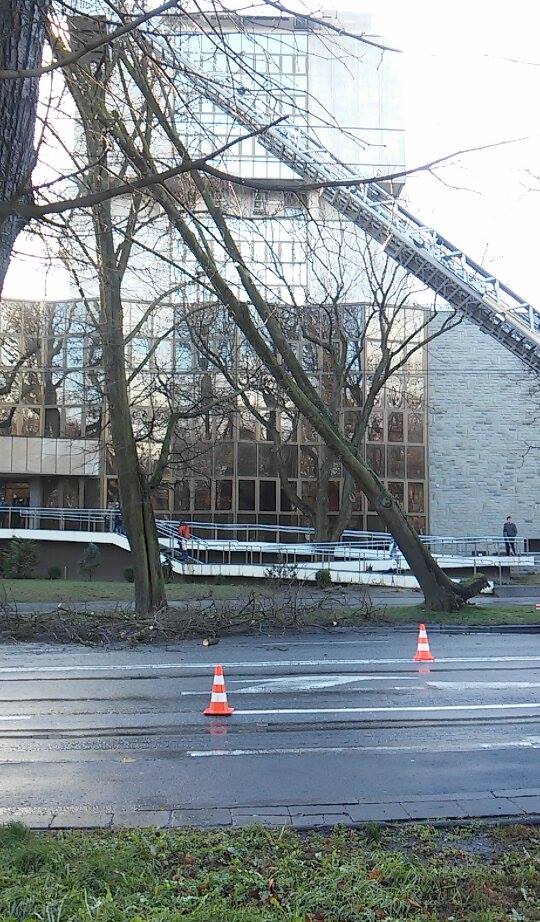 olga-drzew2