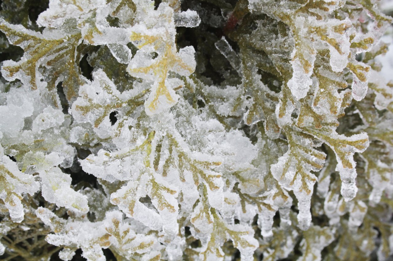 MG_6184