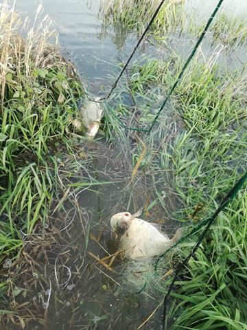 50