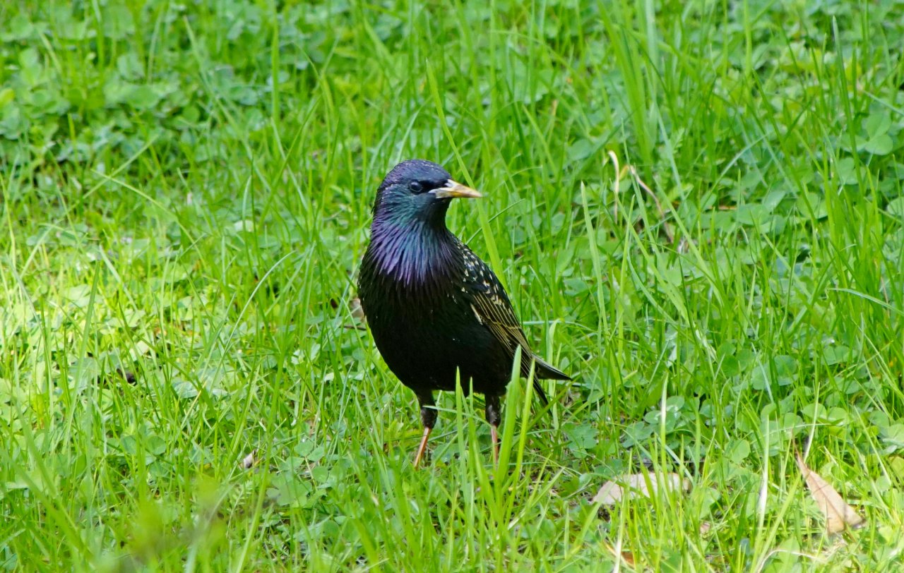 DSC04654