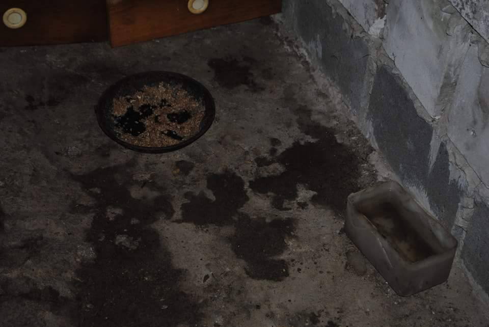 15645478_10211815222238646_17069