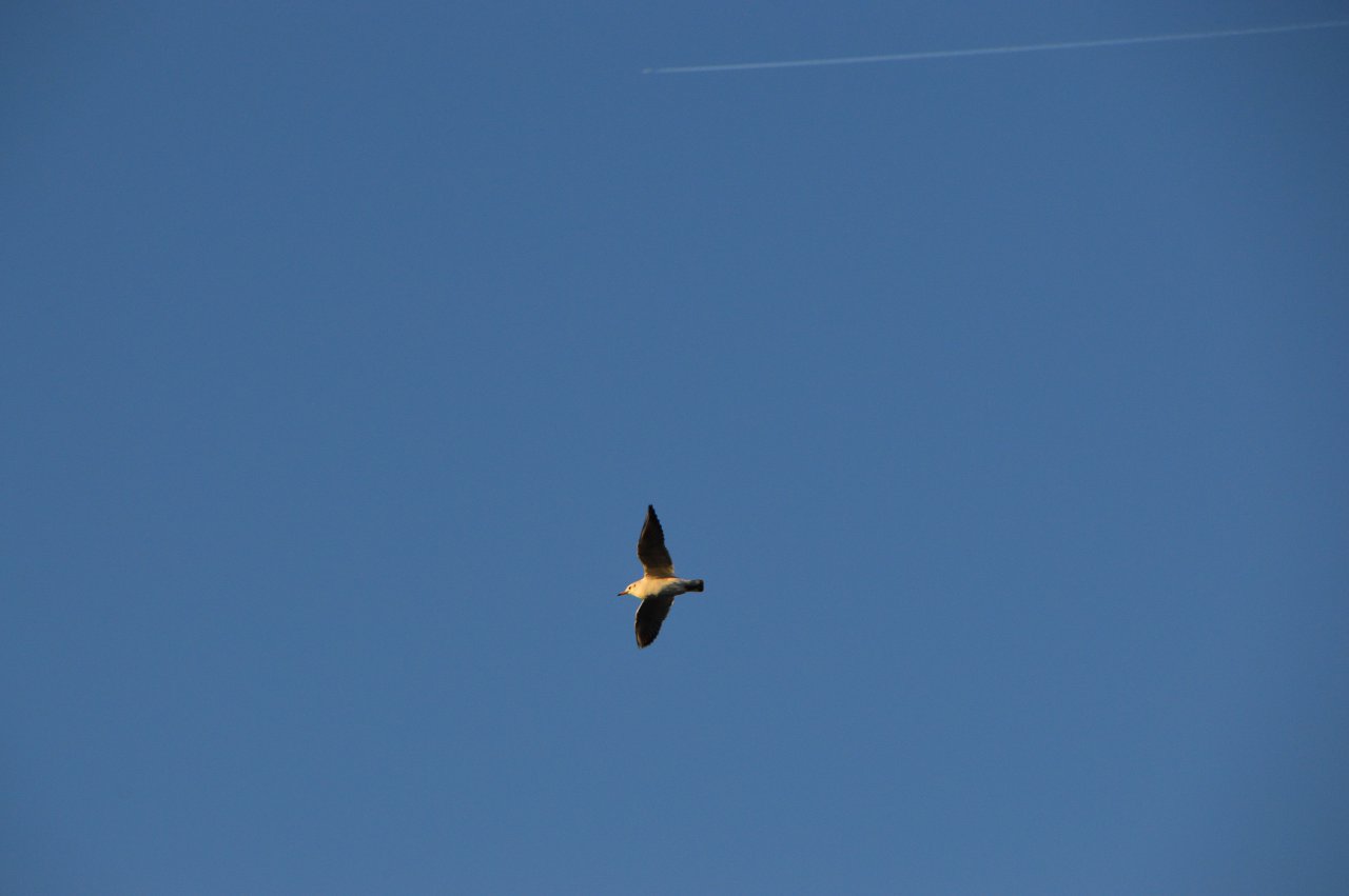 DSC_8658