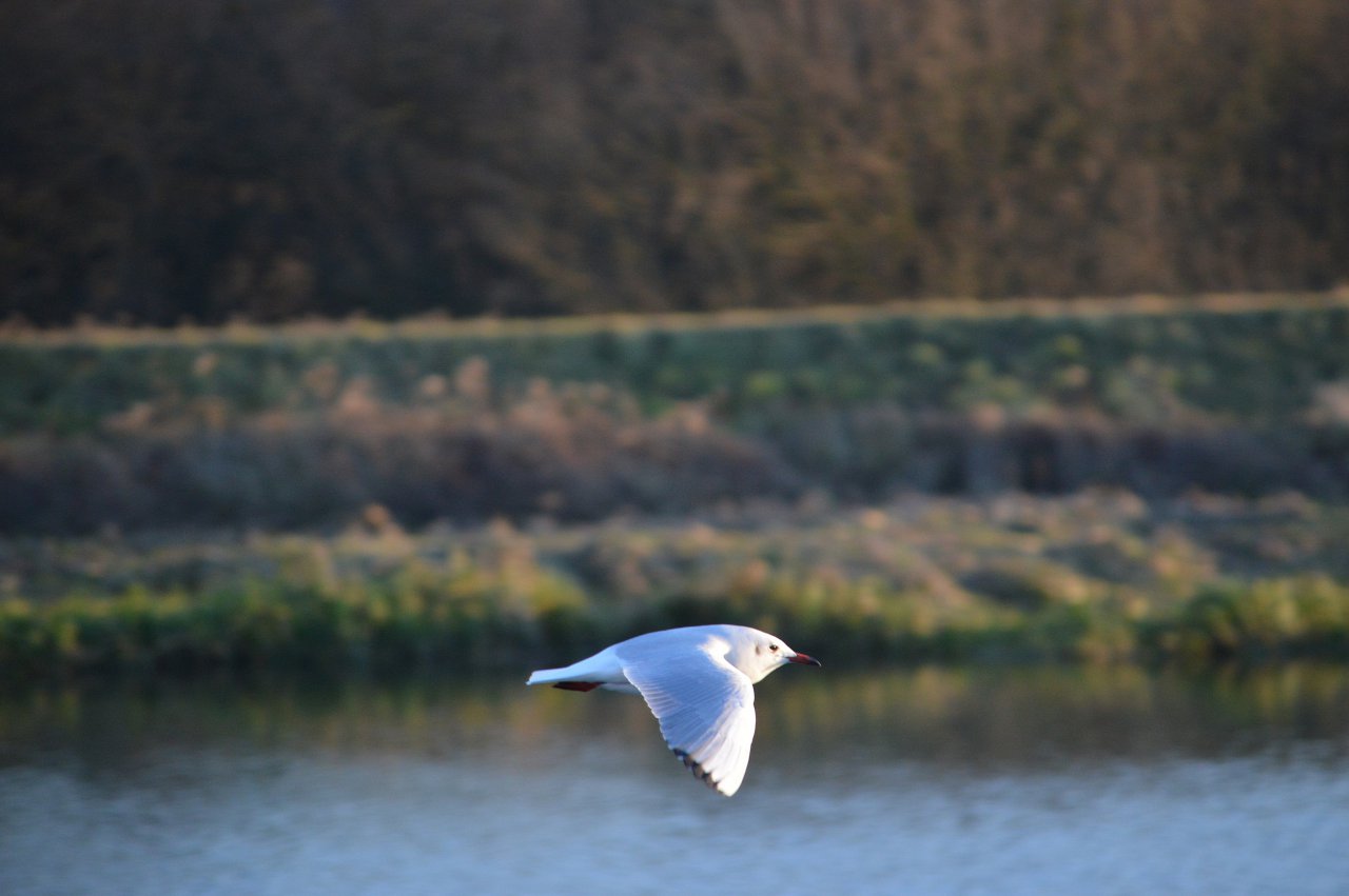 DSC_8696