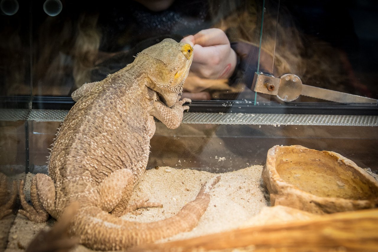 ZOO-011-Robert_Pikul-2016