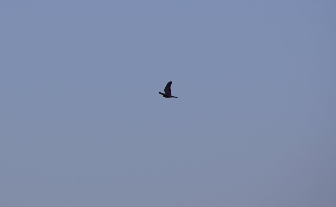 DSC08365
