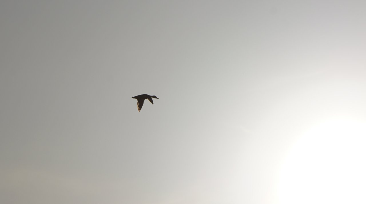 DSC08370