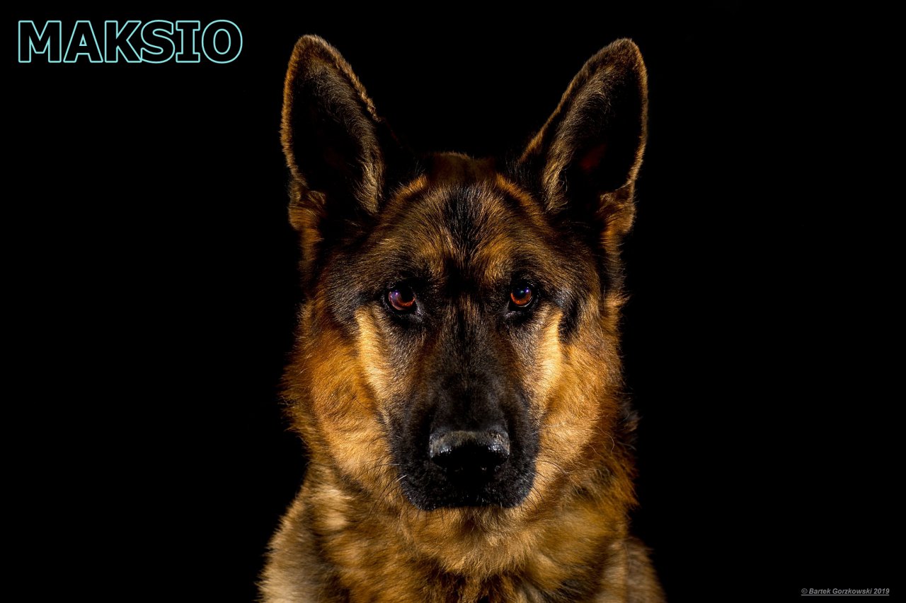 MAKSIO