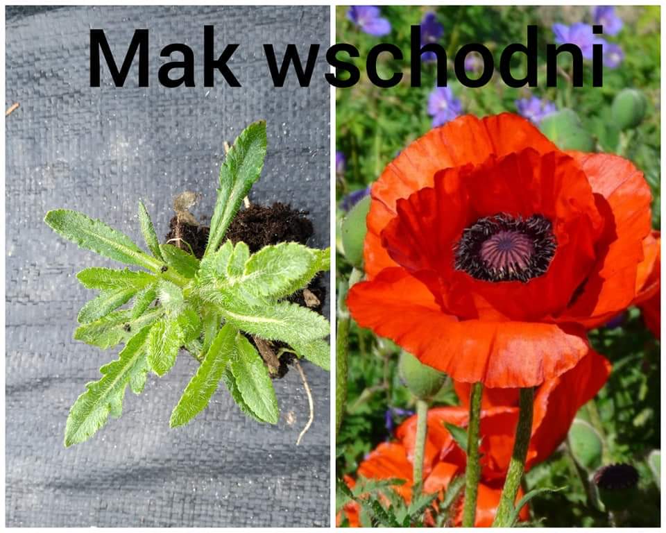 FB_IMG_1586334515747