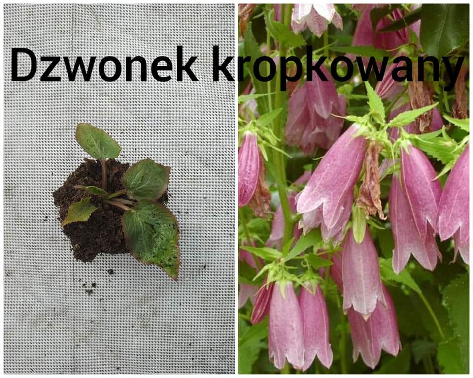 FB_IMG_1586334518014