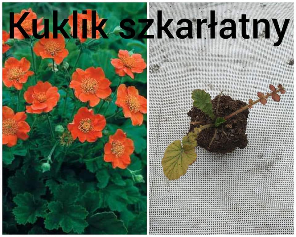 FB_IMG_1586334520430