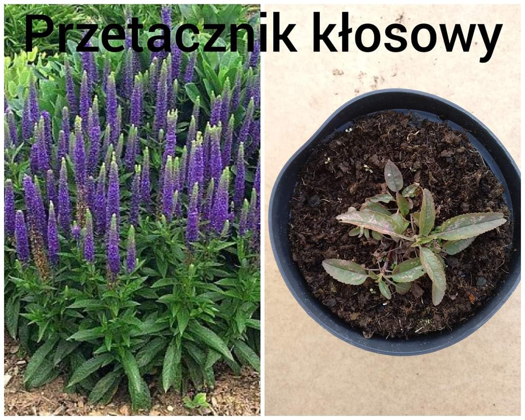 FB_IMG_1586334543112