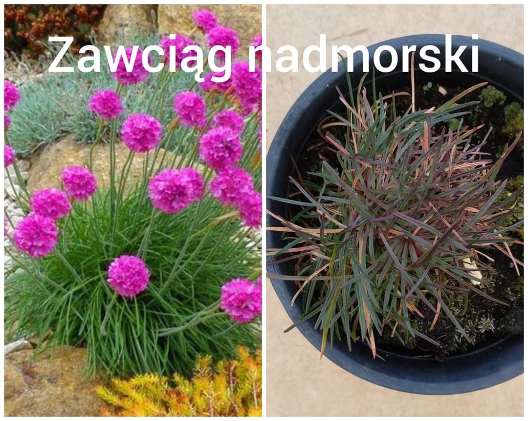 FB_IMG_1586334562195