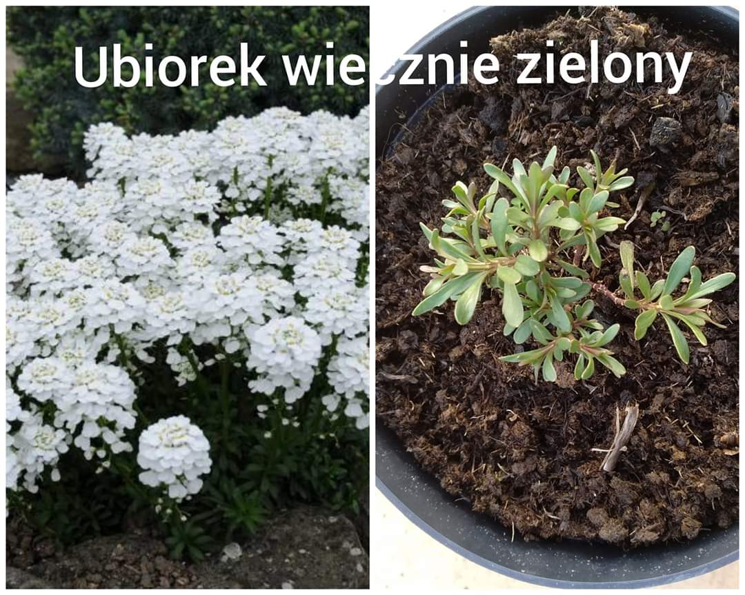 FB_IMG_1586334577590