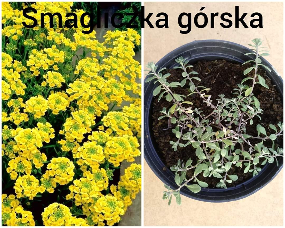FB_IMG_1586334595686