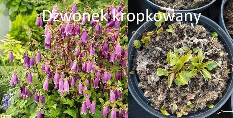 FB_IMG_1586334640505