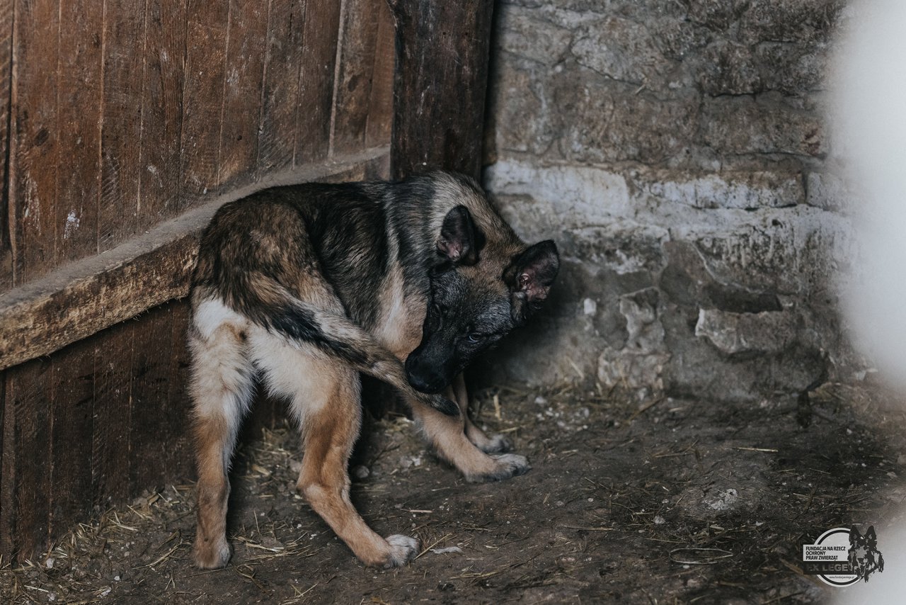 interwencja_ex lege-163
