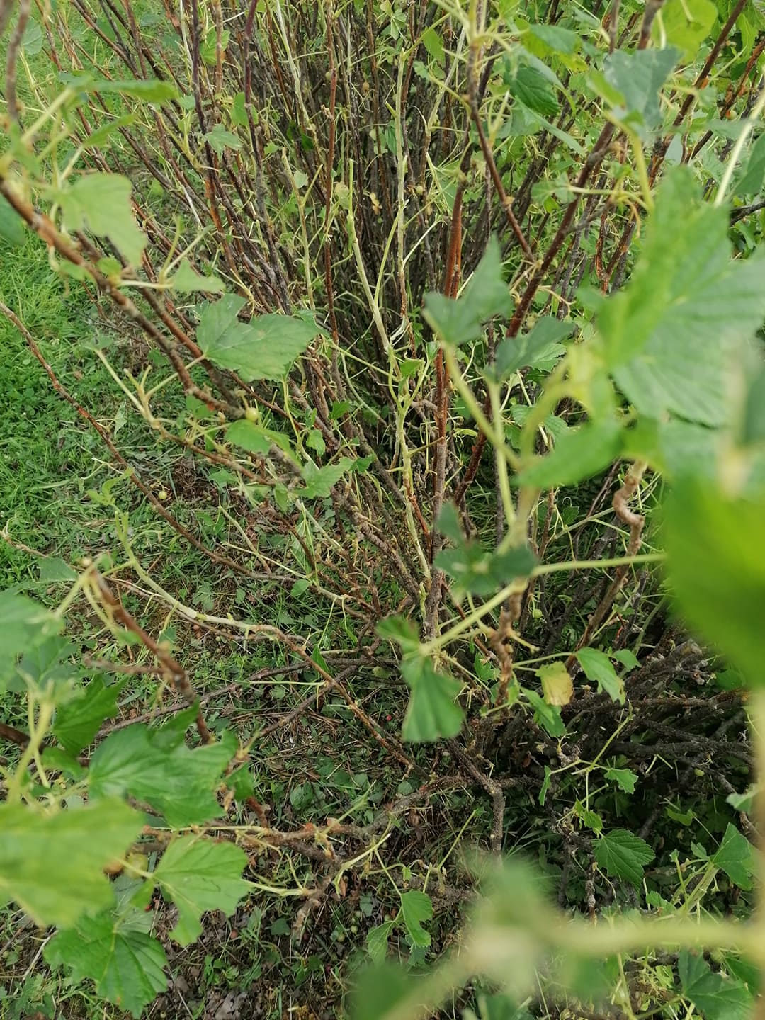 202649178_868496127416053_4465423351144647860_n