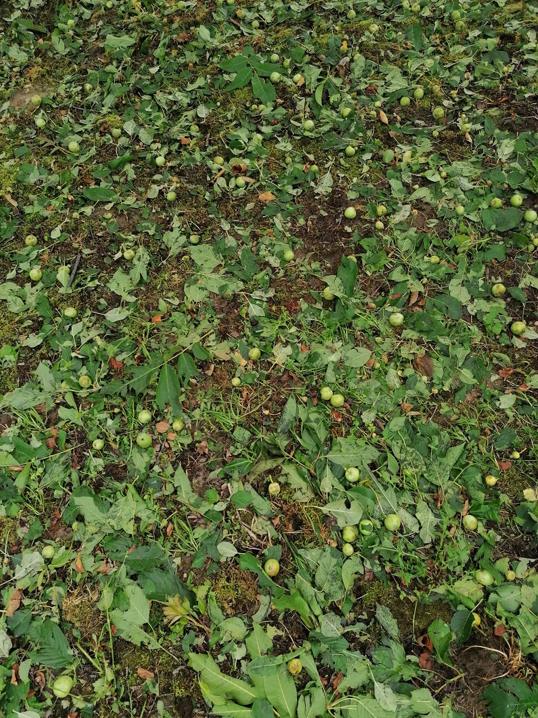 203344254_531712948018174_6527809025479710729_n