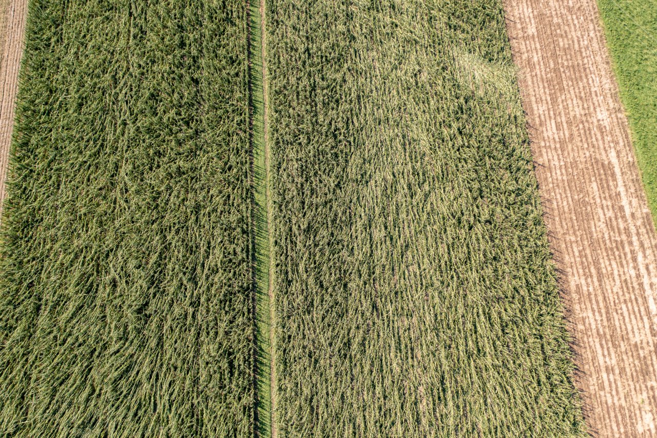 DJI_0966-HDR