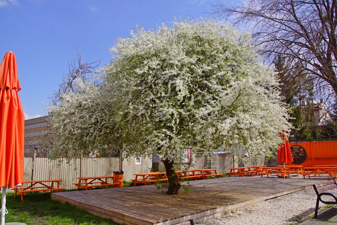 DSC06412