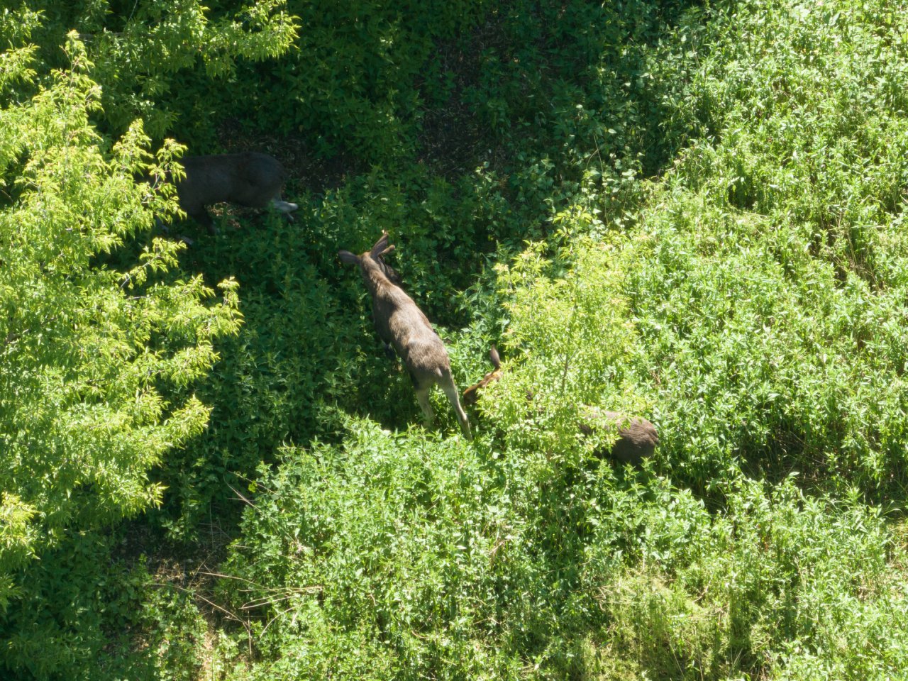 DJI_0022