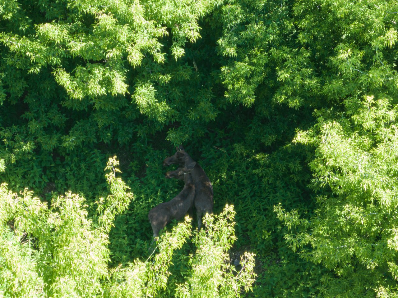 DJI_0053