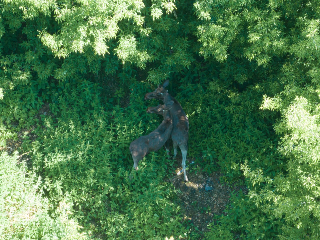 DJI_0060