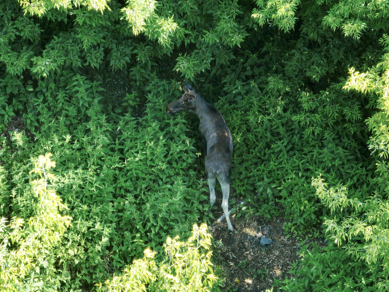 DJI_0082