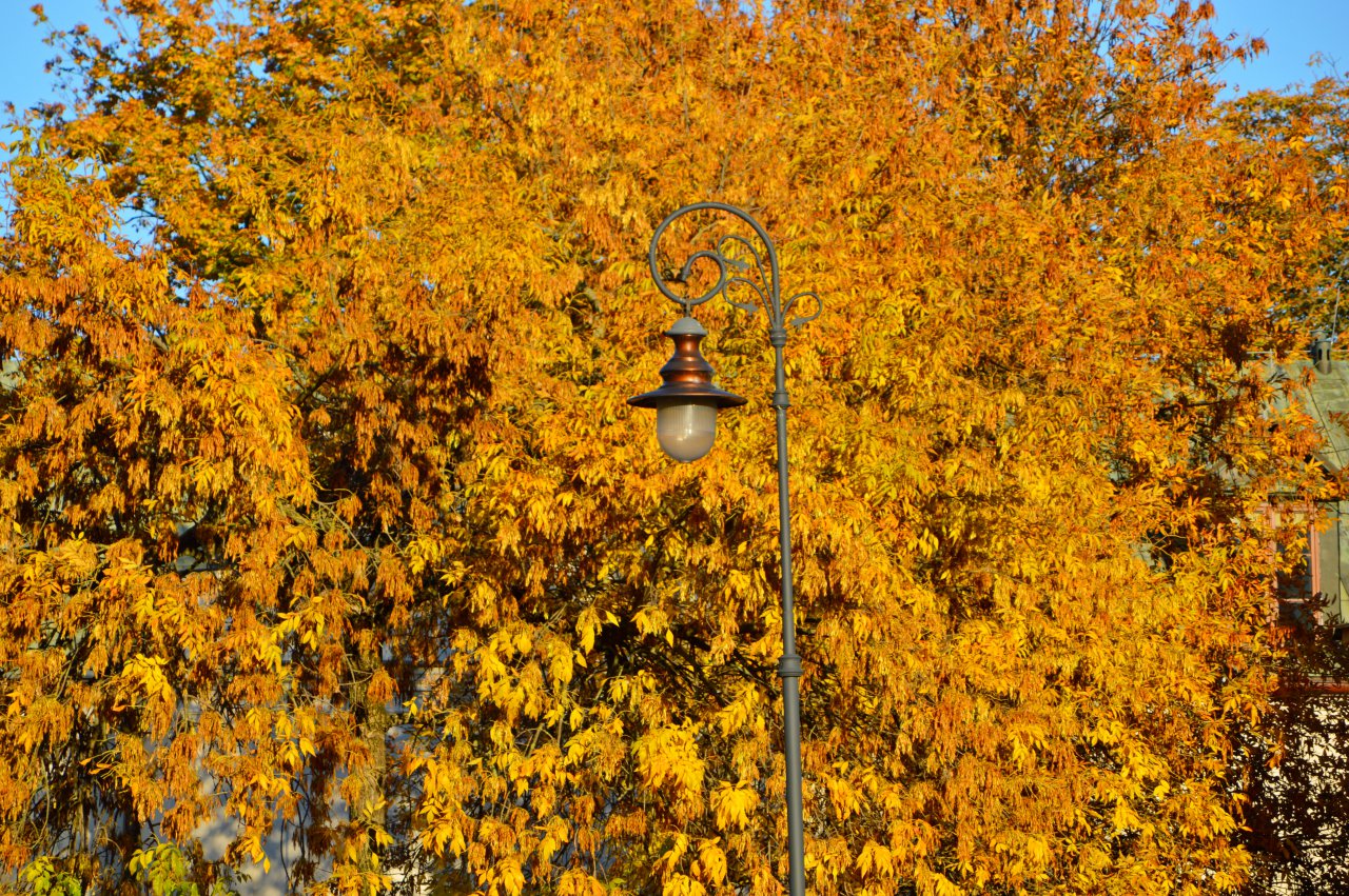 DSC_2210