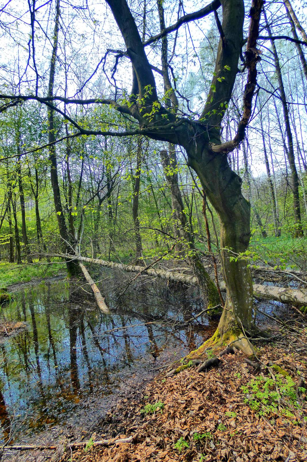 P2540688 Emilcin - Wojciech Grzegorz Domagała