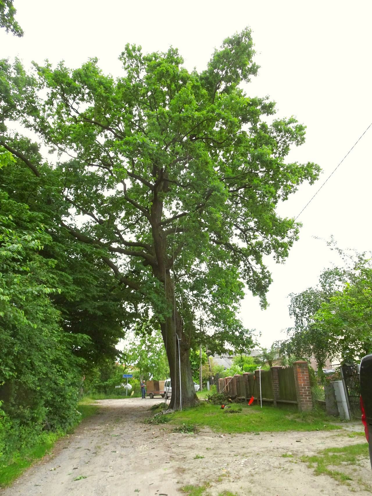 Dąb przy ul. Barwnej (2)