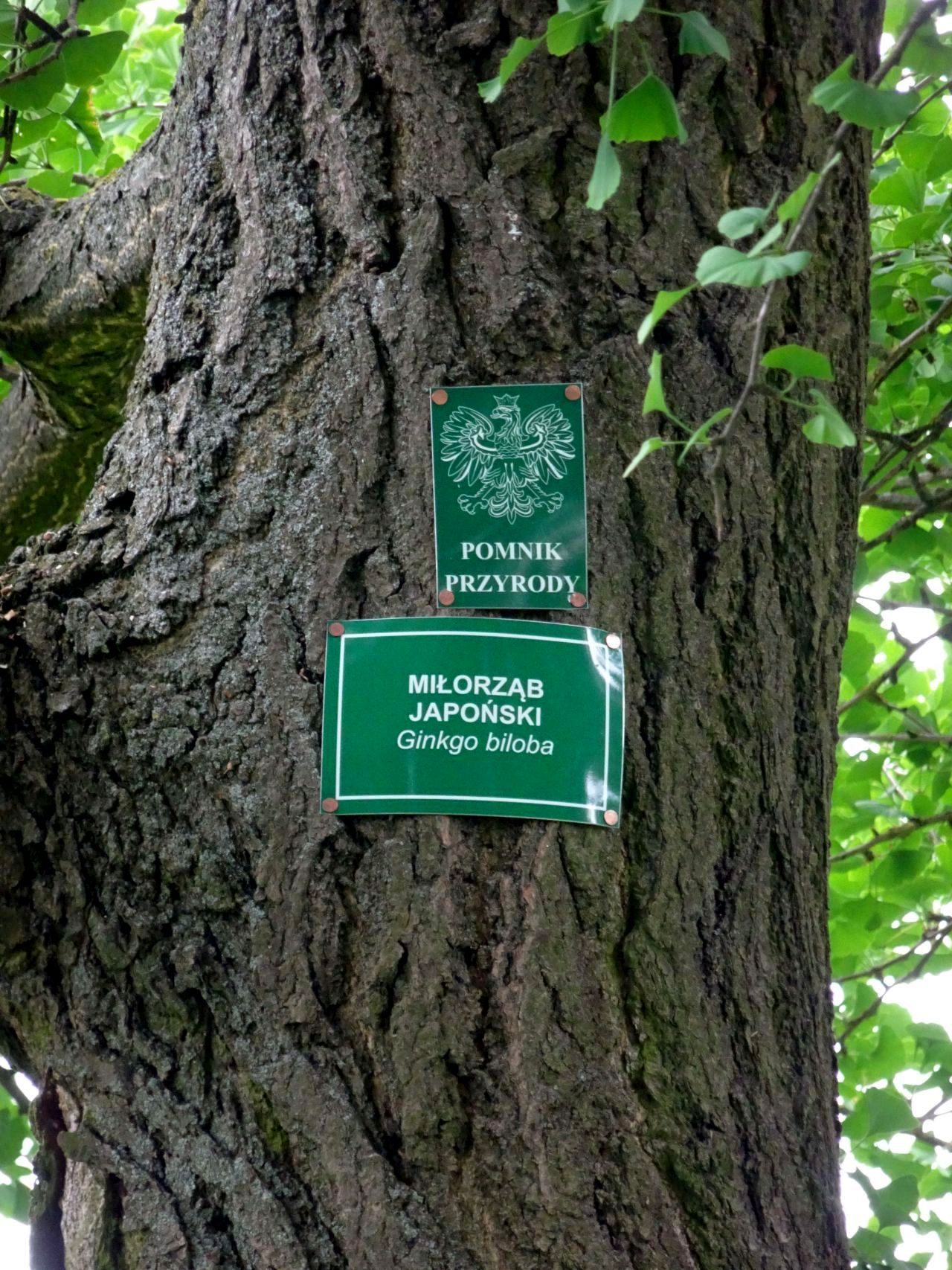Miłorząb japoński przy ul. Trześniowskiej (2)