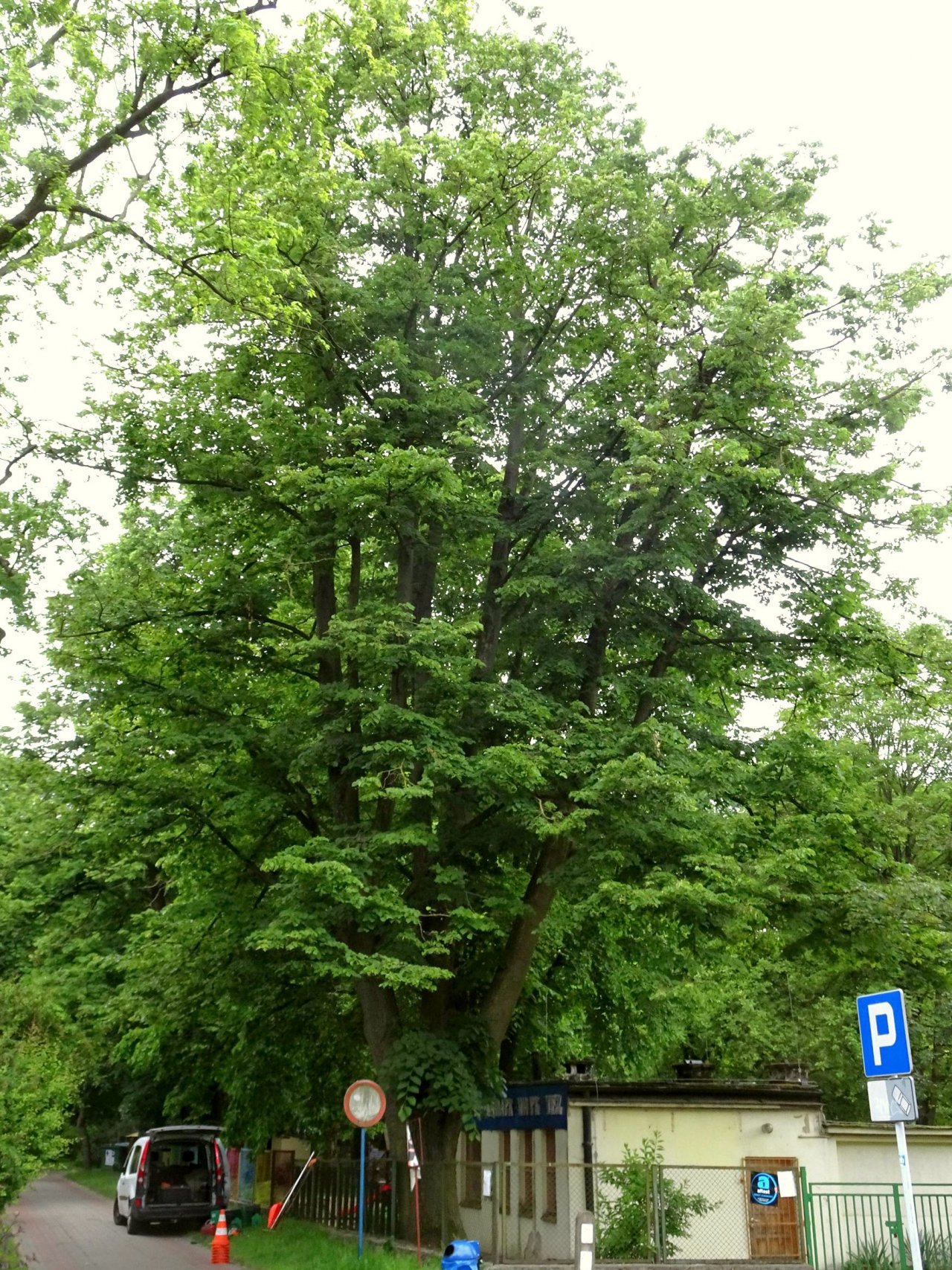 Lipa przy ul. Grażyny