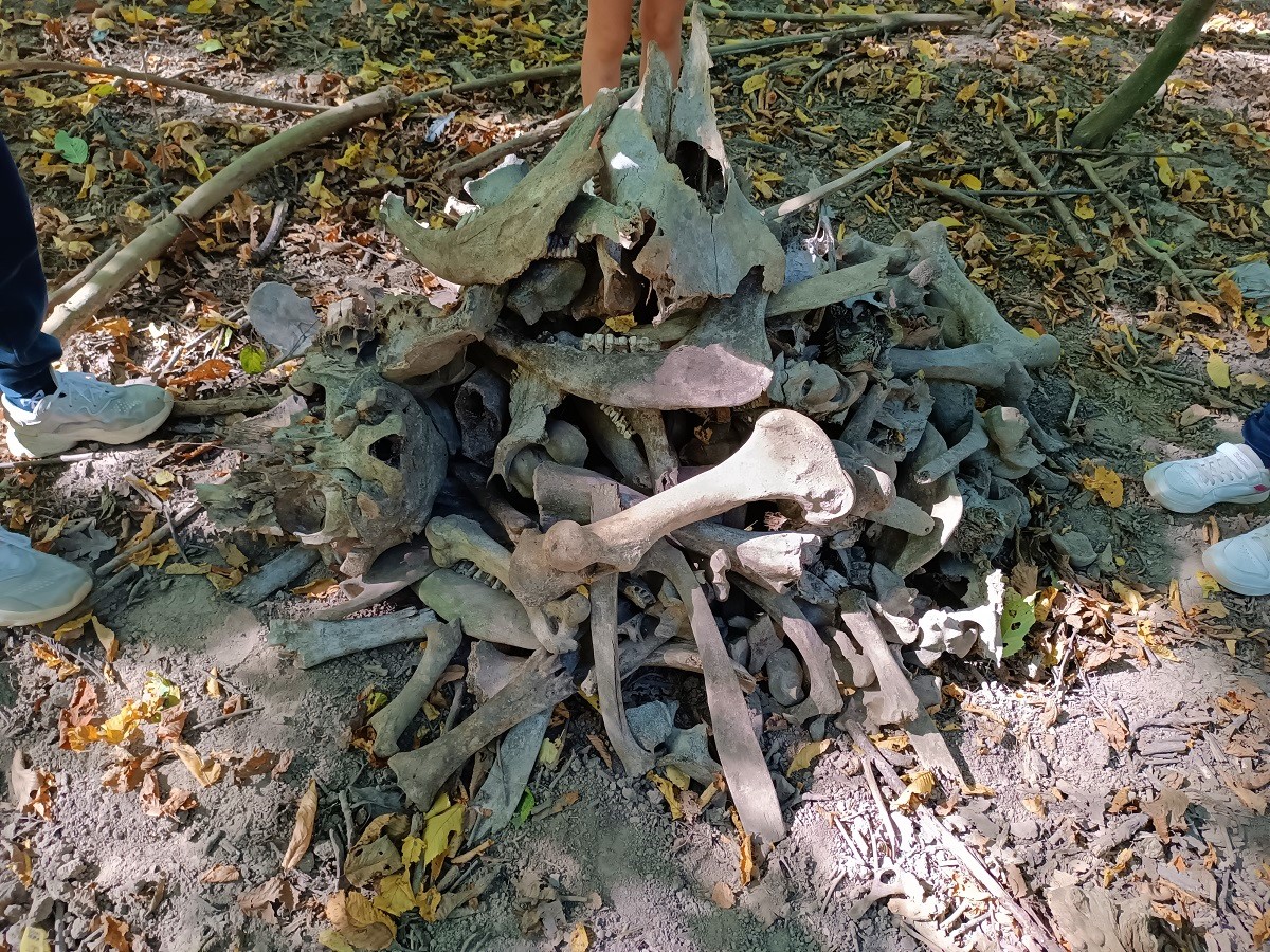 5a