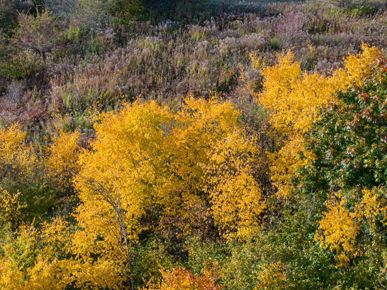 DJI_20231017150810_0248_D-Poprawione-Szum-HDR