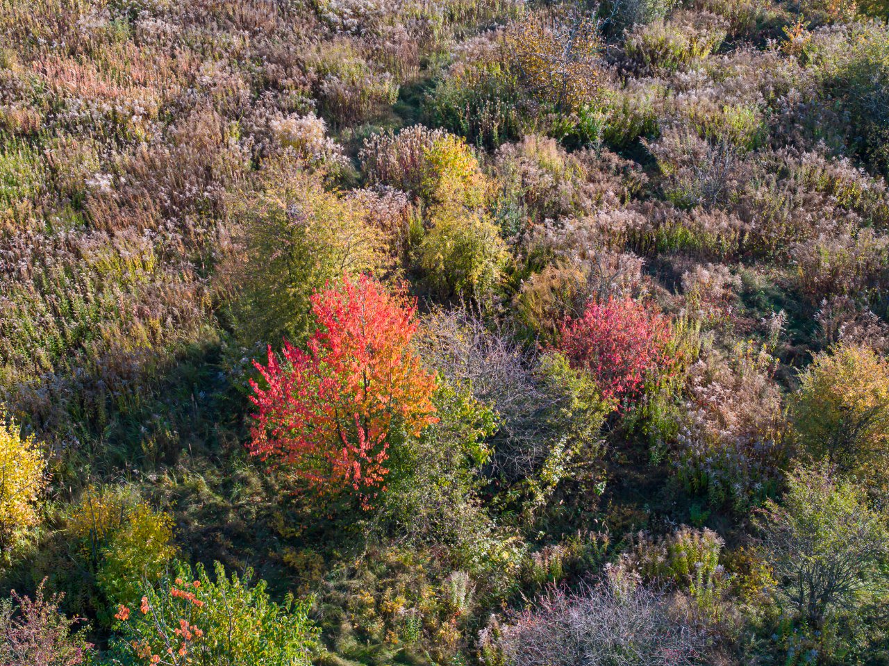 DJI_20231017151524_0278_D-Poprawione-Szum-HDR