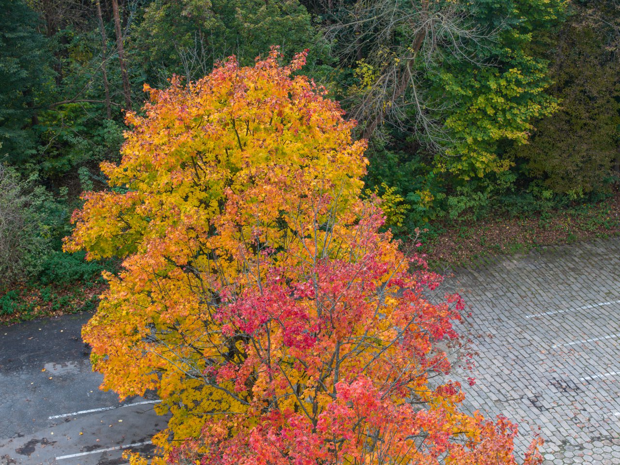 DJI_20231023150420_0321_D-Poprawione-Szum-HDR