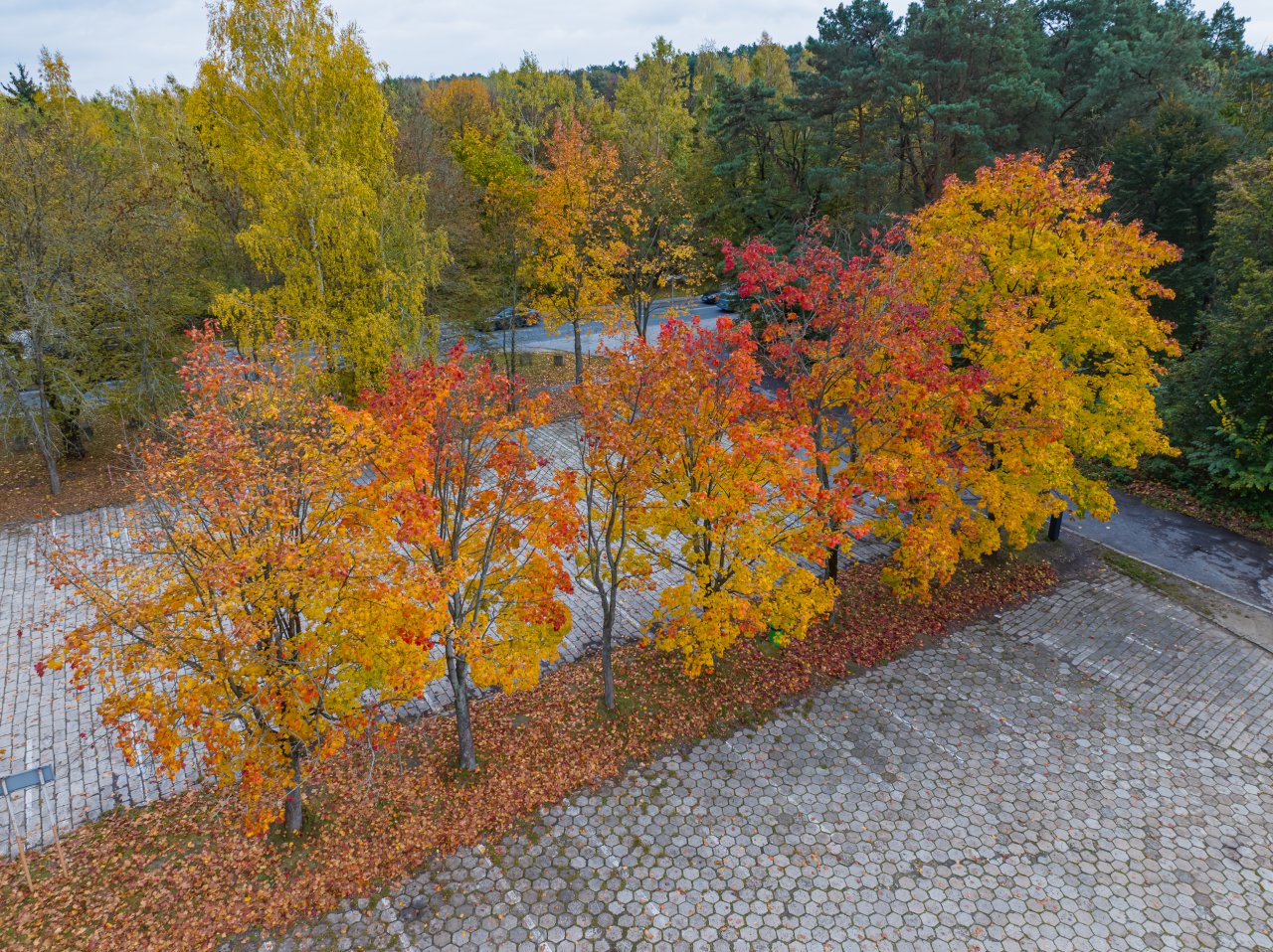 DJI_20231023150443_0322_D-HDR